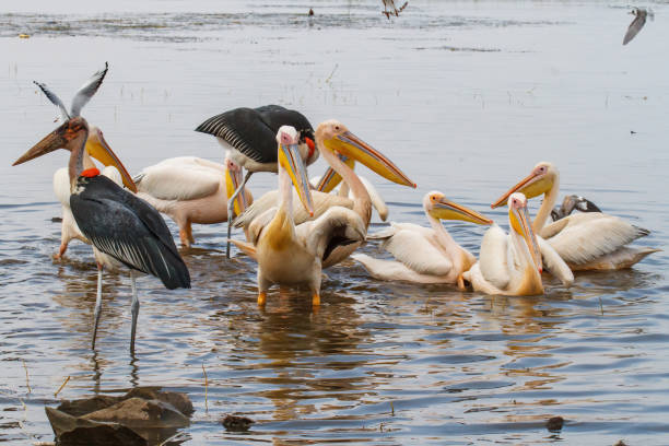 Lake Awassa Birding